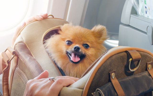 Feds Propose New Rules to Ban Most Emotional Support Animals on Planes