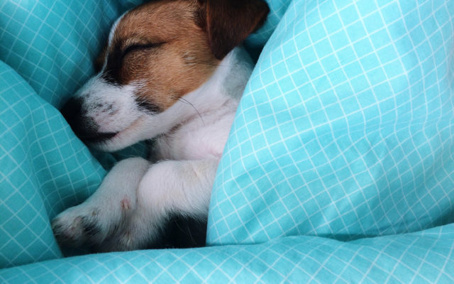 Puppy sleeping on sheets