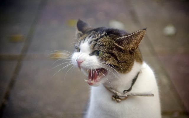 Flight Forced to Land When Cat Attacks Pilot