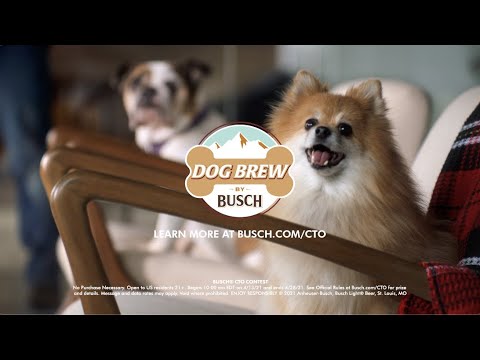 Busch Wants To Hire A Dog To Taste Their Non-Alcoholic Dog Beers