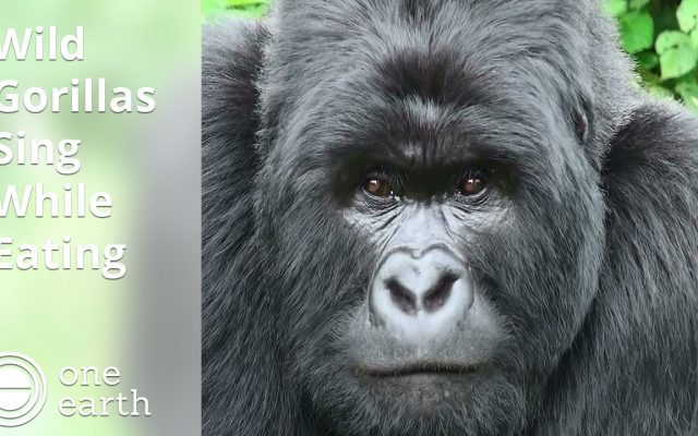 Random Fact: Gorillas Sing When They Eat