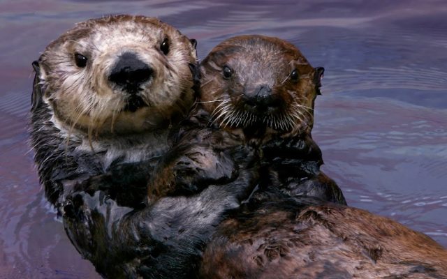 Random Fact: Why Otters Hold Paws While Swimming