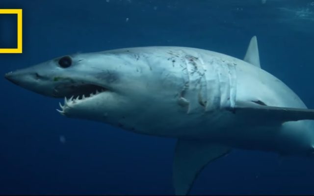 Sharks Almost Went Extinct 19 Million Years Ago