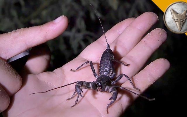 There’s an Acid-Spraying Scorpion Spider in Texas