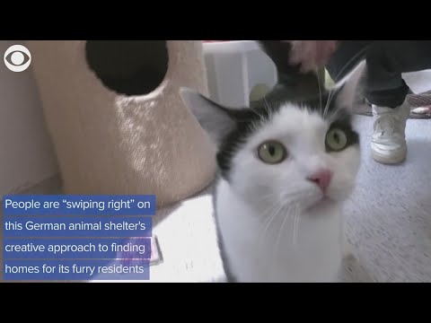 Animal Shelter Uses Tinder to Match Animals and Humans