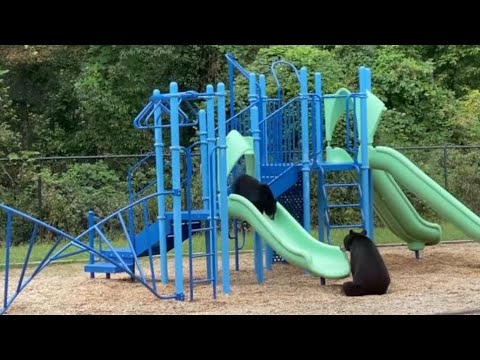 Bear Teaches Its Cub How to Go Down a Slide
