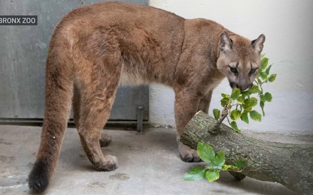 80-Pound Cougar Removed from NYC Apartment