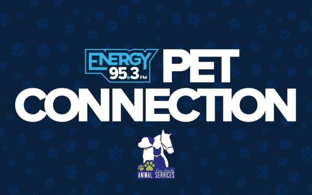 Energy Pet Connection – Layla & Mavis
