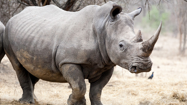 San Diego Zoo welcomes male baby rhino, celebrates breeding initiative
