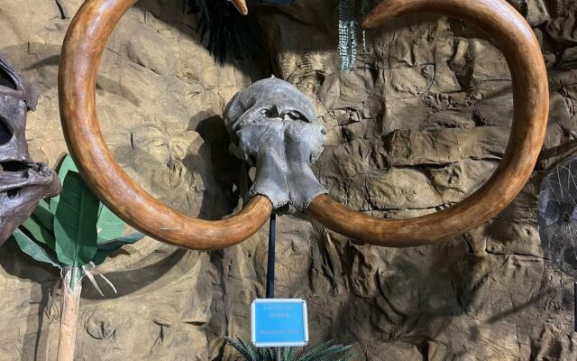 New dinosaur fossil arrives at Traders Village San Antonio